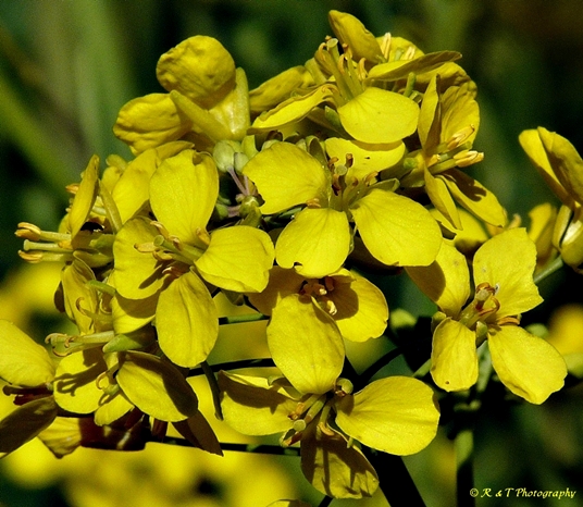 {Brassica napus}